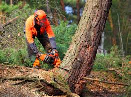 Best Lot and Land Clearing  in Bradley, WV